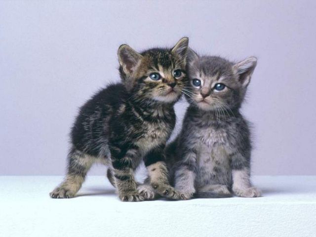 Chat rencontre pays basque